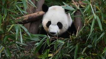 关于大熊猫的视频,国宝的传奇与自然家园的守护者